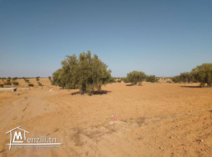 قطع ارض للبيع في عقارب-صفاقس Terrain à vendre Agareb-Sfax