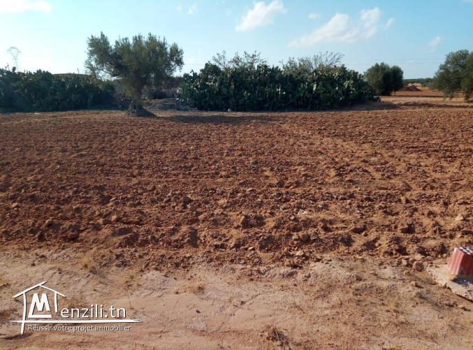 قطع ارض للبيع في عقارب-صفاقس Terrain à vendre Agareb-Sfax