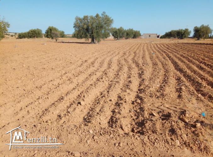 قطع ارض للبيع في عقارب-صفاقس Terrain à vendre Agareb-Sfax