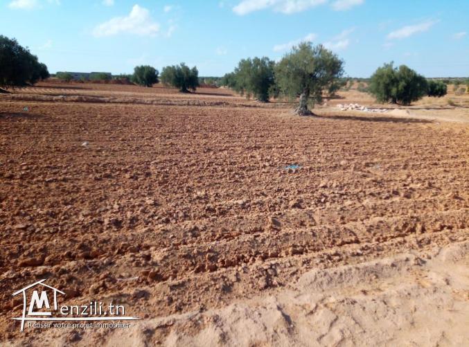 قطع ارض للبيع في عقارب-صفاقس Terrain à vendre Agareb-Sfax