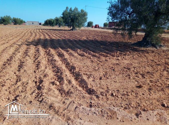 قطع ارض للبيع في عقارب-صفاقس Terrain à vendre Agareb-Sfax