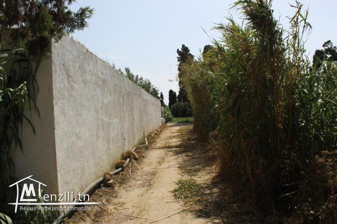 terrain à chat mami