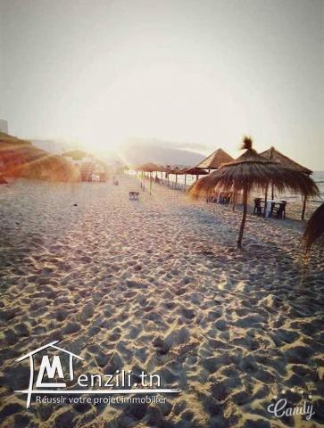 terrain à chat mami