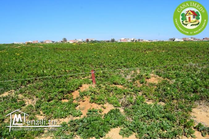 أراضي صالحة للبناء + شهادة ملكية في قليبية