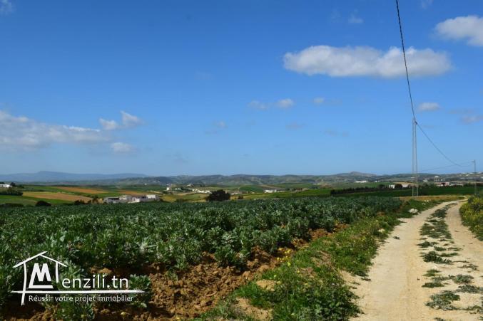 أرض 500 م² ب-25 مليون تبعد 10 دقائق على قليبية