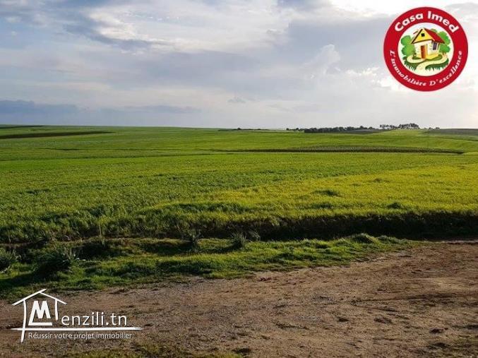 أرض 250 م² ب-12 مليون تبعد 10 دقائق على قليبية