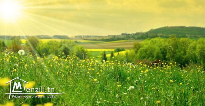 أرض في قلب الطبيعة 10 دقايق على قليبية !!