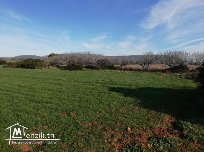 terrain à vendre prés de la plage l'haouria