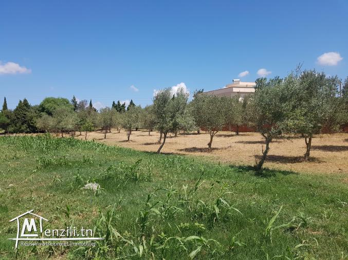 Terrain constructible à Aousja