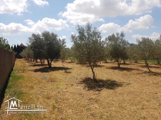 Terrain constructible à Aousja