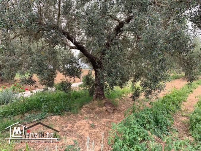 un terrain agricole de 3566 m²