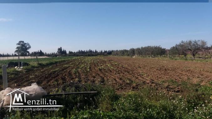 أرض في مرناق