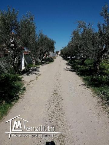 أرض في مرناق