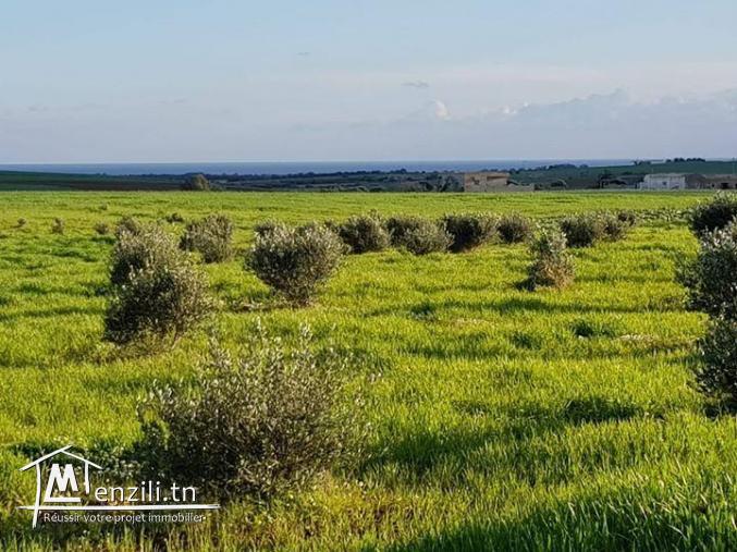 للبيع أرض في قليبية منزل ابراهيم