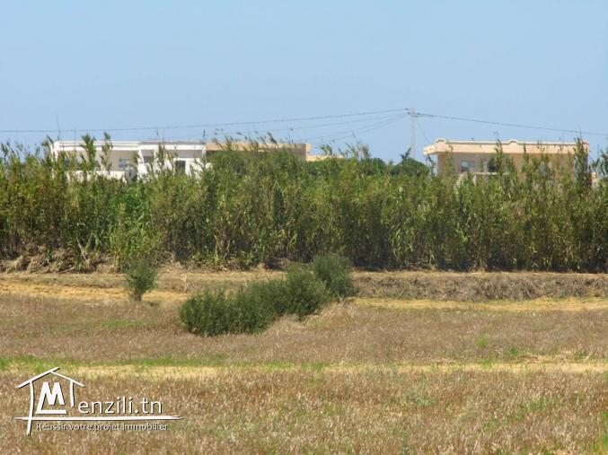 Terrain a vendre à kélibia " manzel brahim"