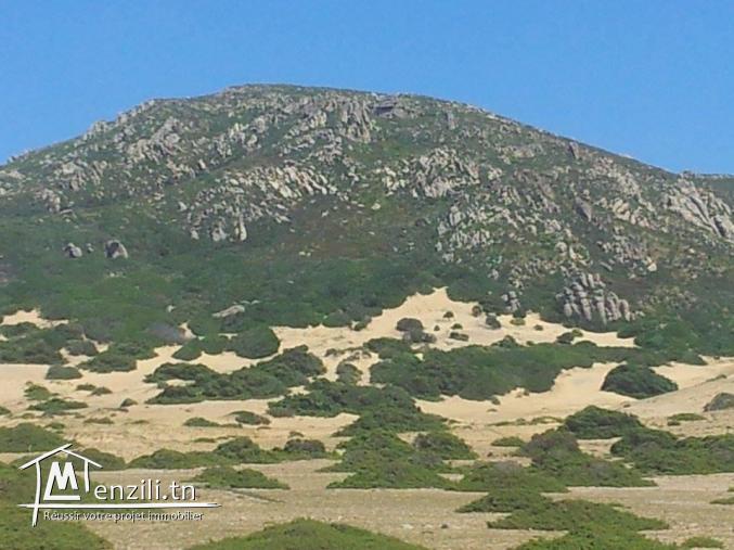 terrrain dar el janna