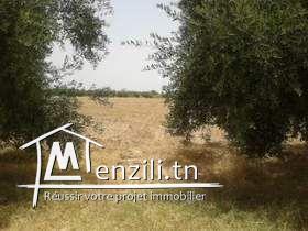 bonne occasion terrain