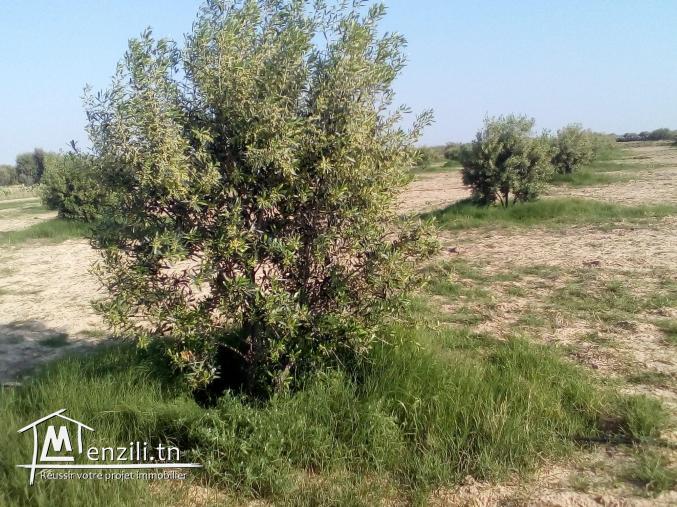 terrain agricole a vendre