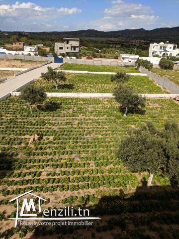 Un terrain dans un lotissement route de Beni Wael