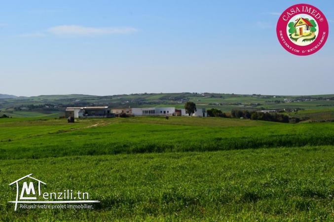 Terrain à manzel brahim kelibia