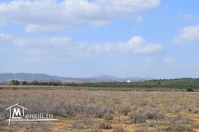 A vendre terrain a Hammamet