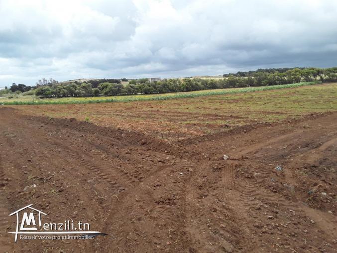 Terraina vendre  à haouaria plage