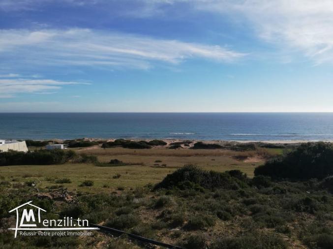 Terraina vendre  à haouaria plage