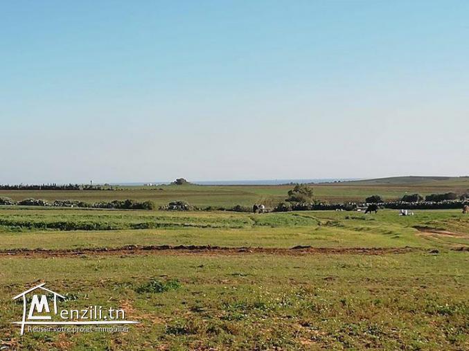 Terrain a Manzel Brahim 6 km a kélibia