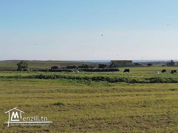 Terrain a Manzel Brahim 6 km a kélibia