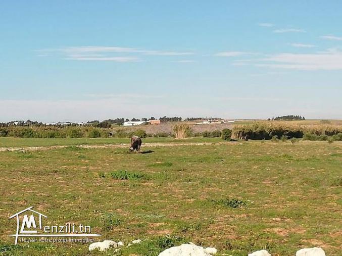 Terrain a Manzel Brahim 6 km a kélibia