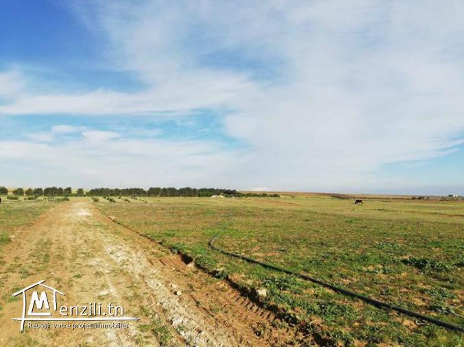 Terrain a Manzel Brahim 6 km a kélibia