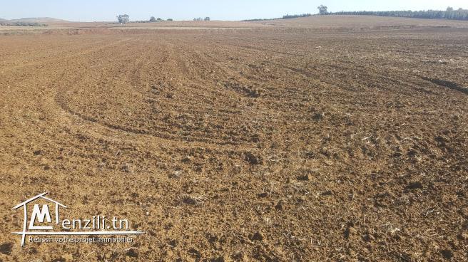 terrain agricole iriguee  a louer