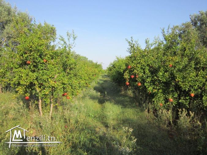 SANIYA 3.4 hectare à KALLA KIBIRA BOURA titré