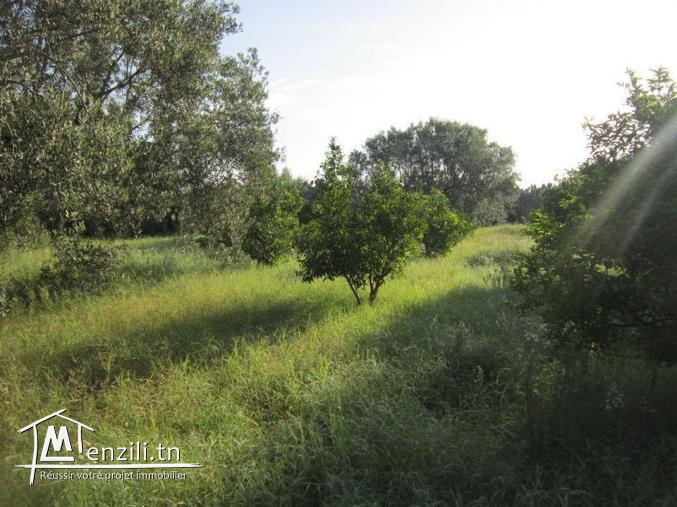 SANIYA 3.4 hectare à KALLA KIBIRA BOURA titré