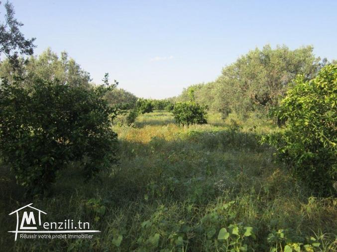 SANIYA 3.4 hectare à KALLA KIBIRA BOURA titré