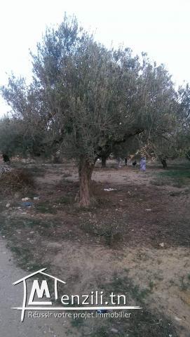 Terrain à sidi salah a 80000mille dinars
