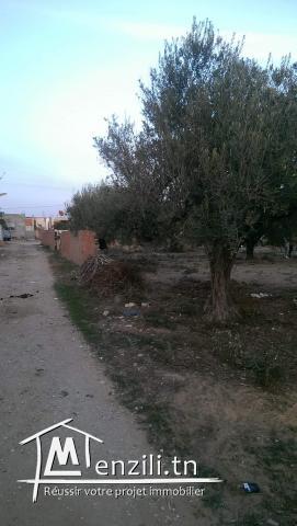 Terrain à sidi salah a 80000mille dinars