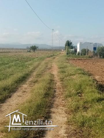 super terrain a dwikhla hammamet