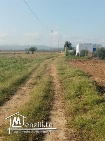 terrain dwikhla hammamet