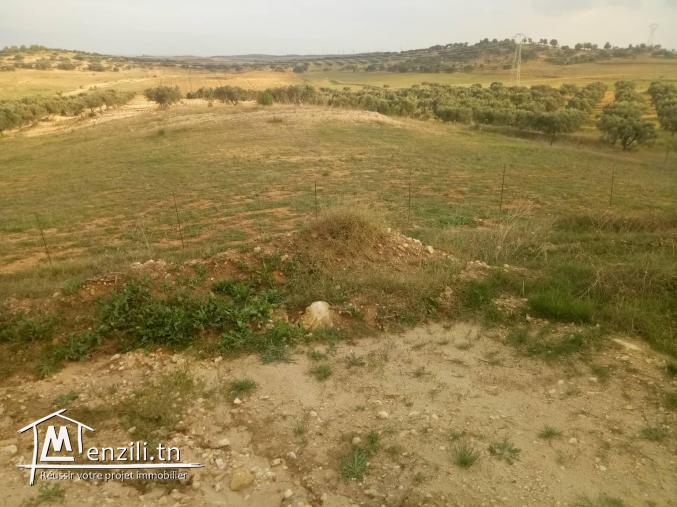 A vendre Sénia + Depôt en construction