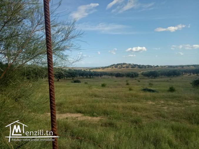 A vendre Sénia + Depôt en construction