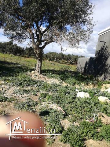 terrain cité kelibia route de harouri