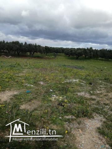 terrain cité kelibia route de harouri