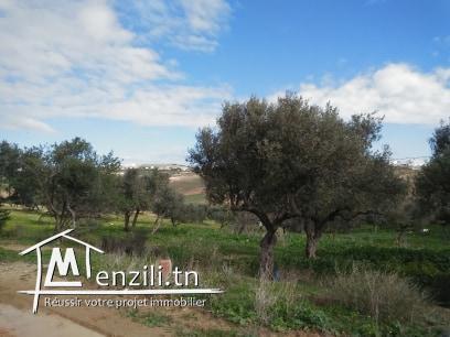 TERRAIN  A VENDRE A JINEN ENNASER