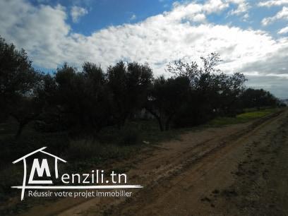 TERRAIN  A VENDRE A JINEN ENNASER