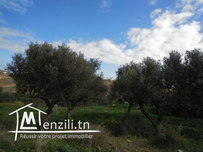 TERRAIN  A VENDRE A JINEN ENNASER