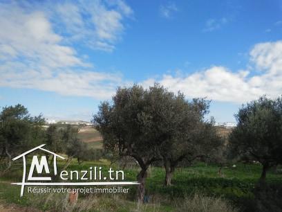 TERRAIN  A VENDRE A JINEN ENNASER