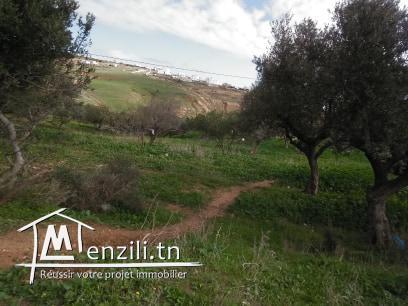 TERRAIN  A VENDRE A JINEN ENNASER