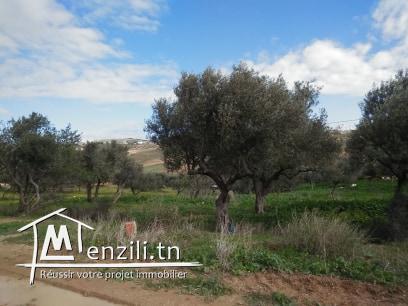 TERRAIN  A VENDRE A JINEN ENNASER