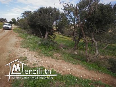 TERRAIN  A VENDRE A JINEN ENNASER